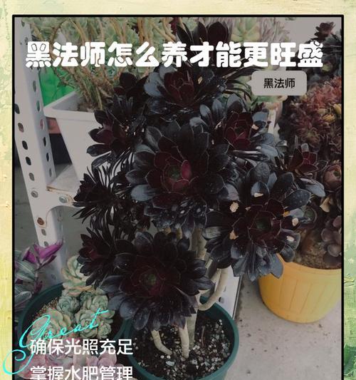 黑发师的养殖技巧有哪些？如何避免常见问题？