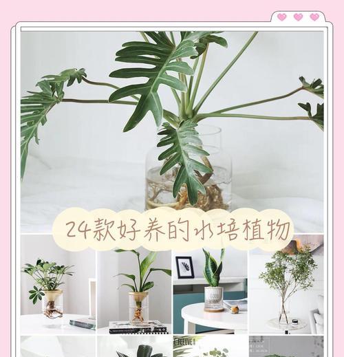 家庭水培植物养护技巧有哪些？