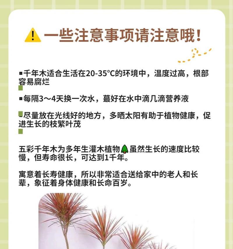 家庭水培植物养护技巧有哪些？