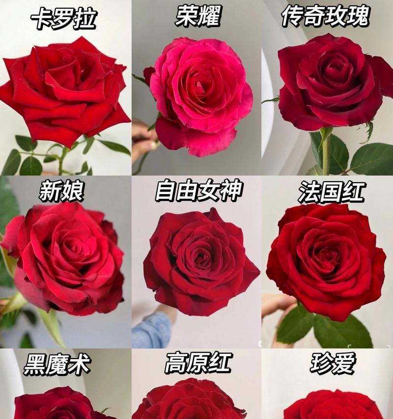 玫瑰花种植需要注意什么？