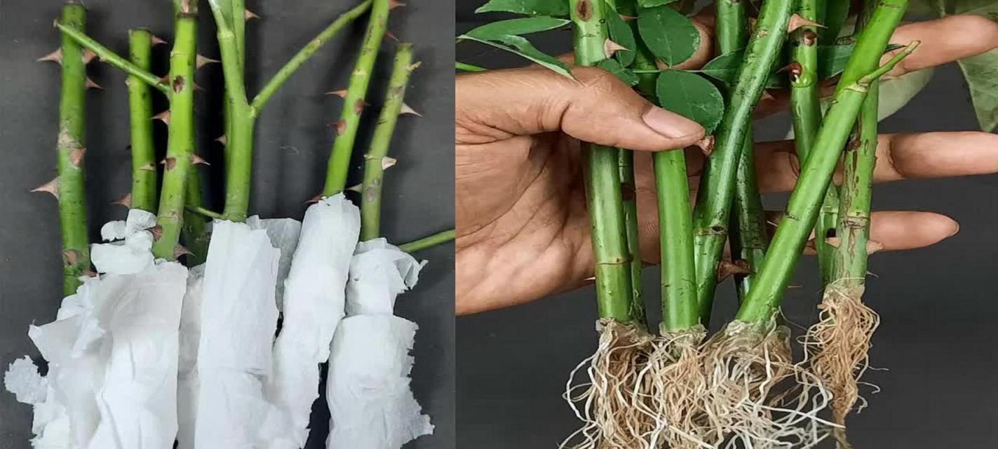 玫瑰花种植需要注意什么？