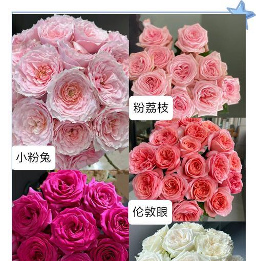 玫瑰花种植需要注意什么？