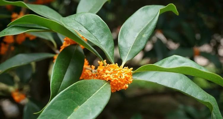 丹桂属于什么类型的花？丹桂的花期和养护方法有哪些？