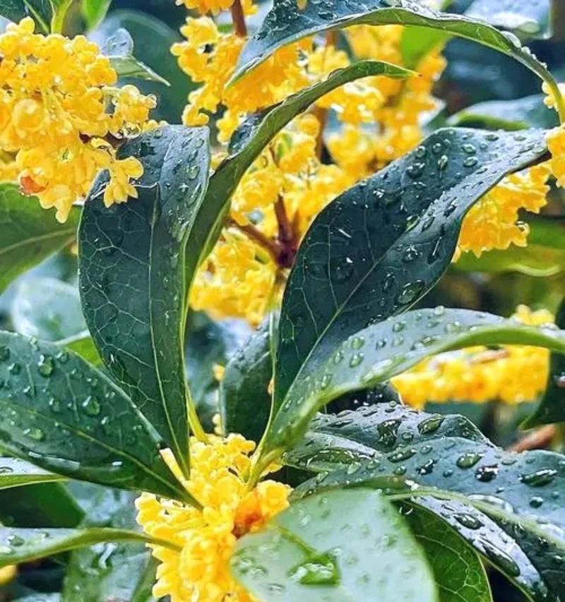 丹桂属于什么类型的花？丹桂的花期和养护方法有哪些？