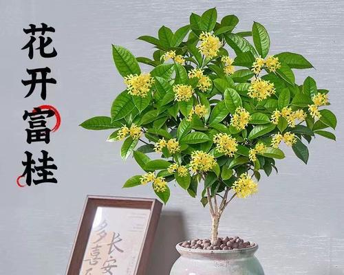 丹桂属于什么类型的花？丹桂的花期和养护方法有哪些？