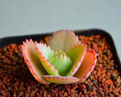 珊瑚珠徒长问题如何解决？