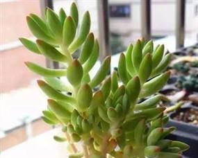 珊瑚珠徒长问题如何解决？
