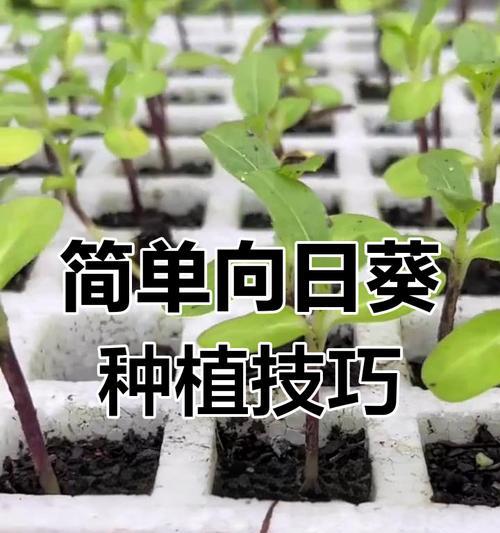 向日葵的种植步骤有哪些？