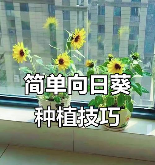 向日葵的种植步骤有哪些？