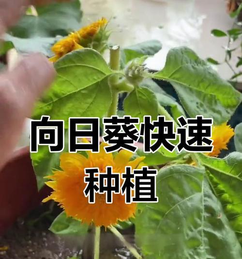 向日葵的种植步骤有哪些？