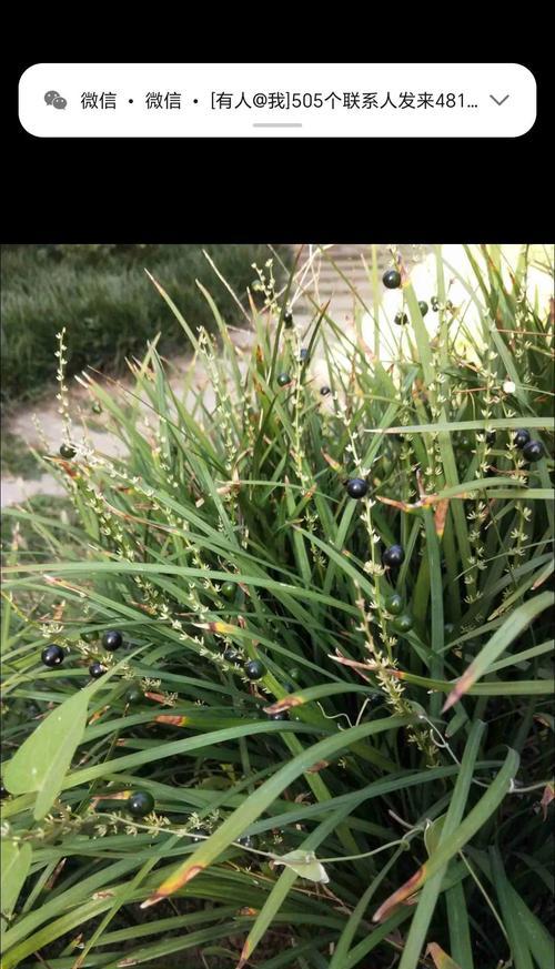 小麦是草本植物吗？