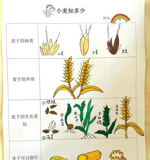 小麦是草本植物吗？