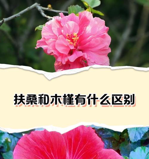 扶桑叶子蔫了怎么挽救？挽救措施有哪些？