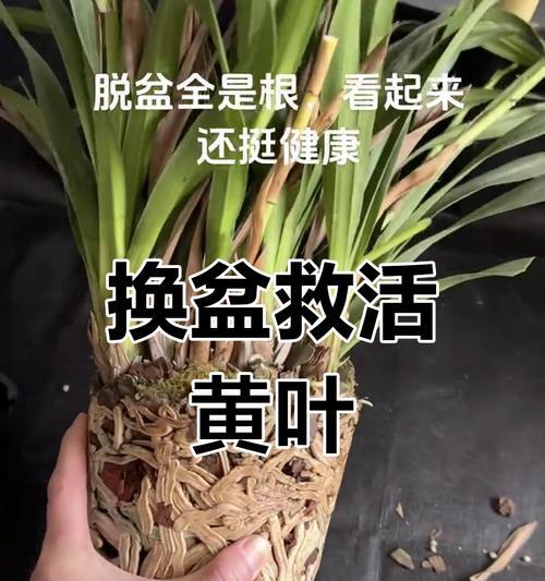 兰花叶子变黄的原因是什么？