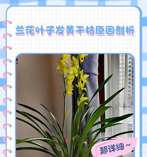 兰花叶子变黄的原因是什么？