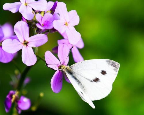 蝴蝶花怎么样？如何正确养护蝴蝶花？