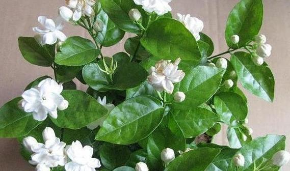 茉莉摘心的最佳时机和方法是什么？