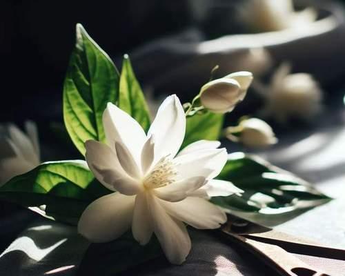 茉莉摘心的最佳时机和方法是什么？