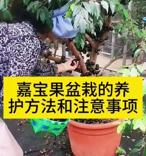 盆栽葡萄浇水频率是多少？怎样判断水分是否充足？