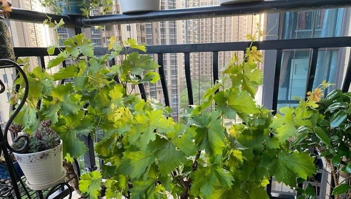 盆栽葡萄浇水频率是多少？怎样判断水分是否充足？