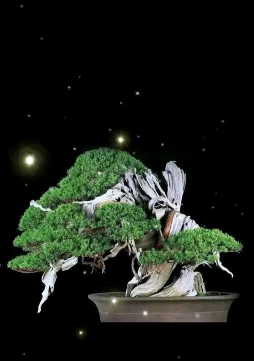 树桩怎么做？树桩盆景的制作方法是什么？