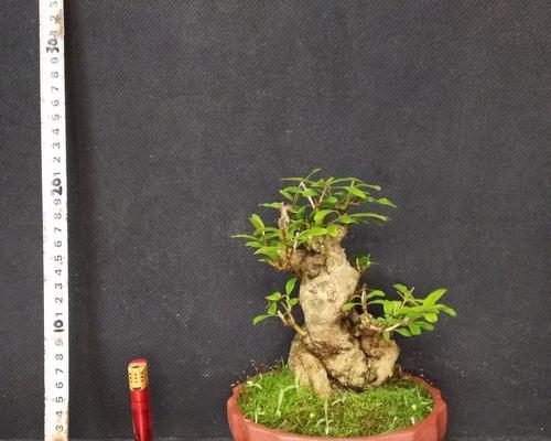 树桩怎么做？树桩盆景的制作方法是什么？