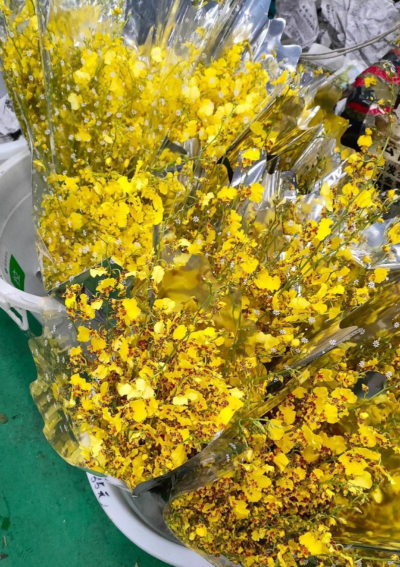 昆明有哪些特色的鲜花品种？它们的特点是什么？