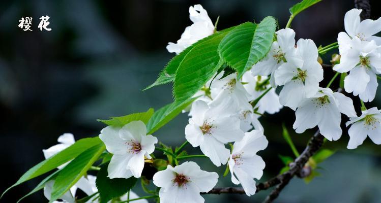 白色樱花有哪些品种？白色樱花的种植和养护要点是什么？