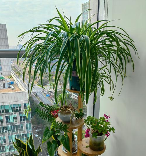 吊兰盆养技巧有哪些？如何正确盆养吊兰？