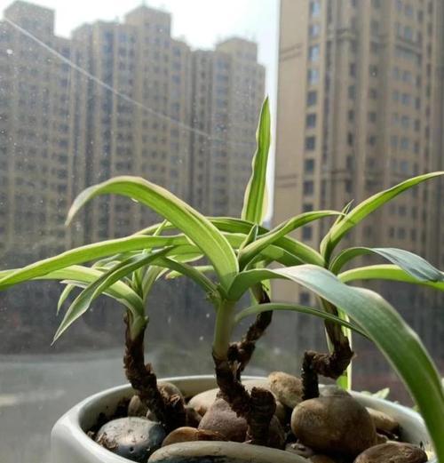吊兰盆养技巧有哪些？如何正确盆养吊兰？