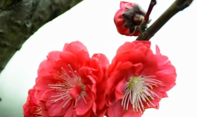 梅花品种有哪些分类？如何根据环境选择合适的梅花品种？