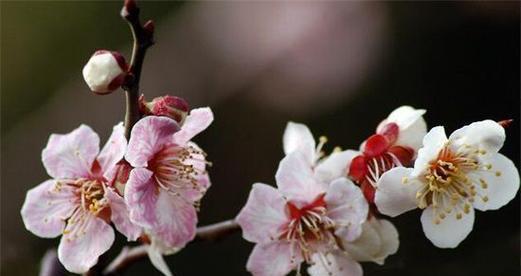 梅花品种有哪些分类？如何根据环境选择合适的梅花品种？