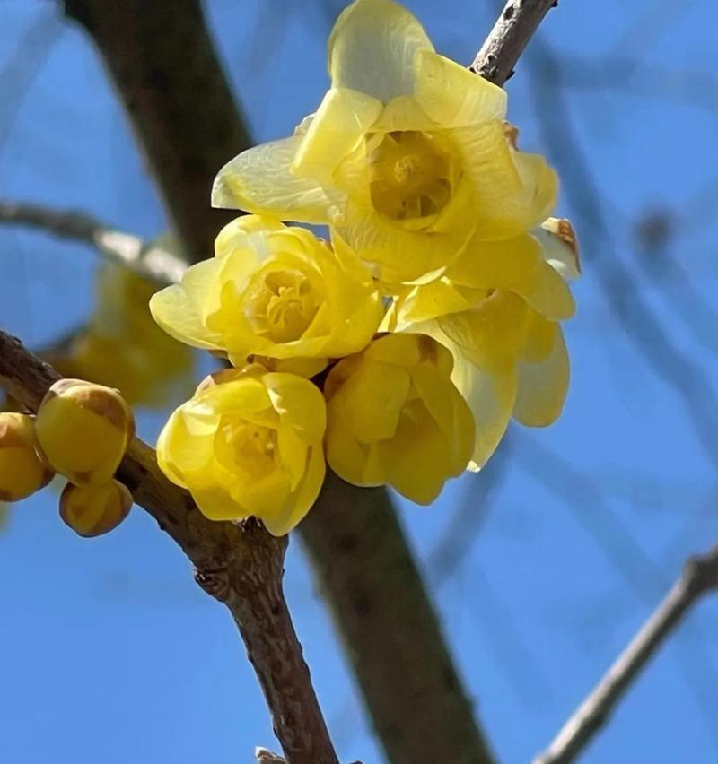 梅花品种有哪些分类？如何根据环境选择合适的梅花品种？