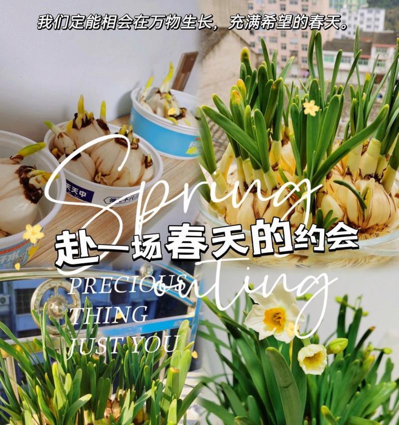 哪些小花适合水养？