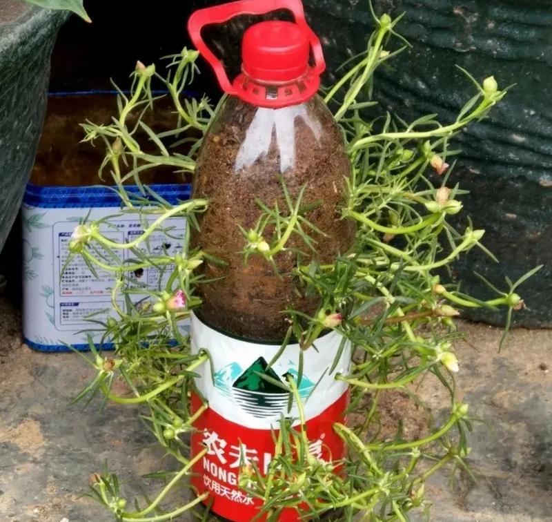 哪些小花适合水养？