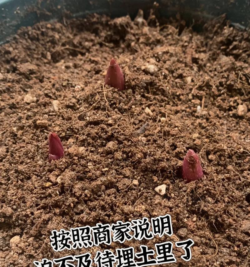 百合球根种植的最佳时间是什么时候？