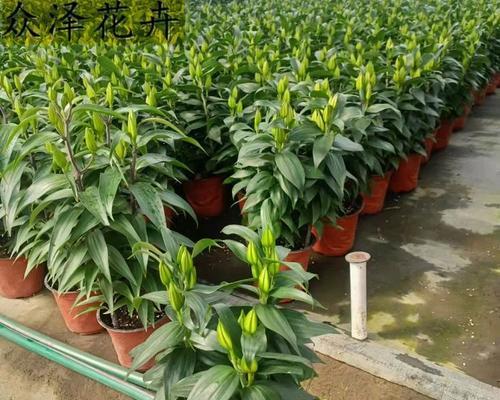 百合球根种植的最佳时间是什么时候？