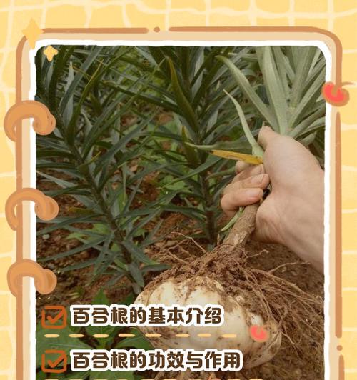 百合球根种植的最佳时间是什么时候？
