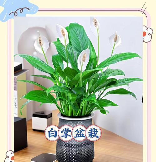 水养白掌的正确养护方法？