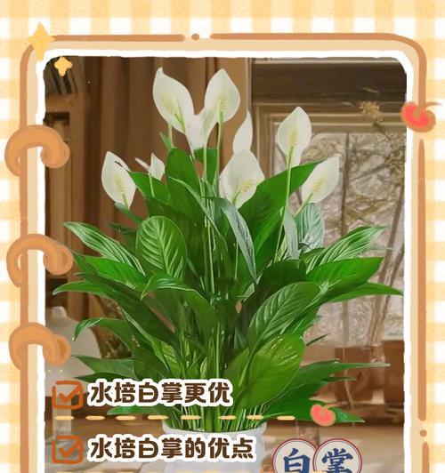 水养白掌的正确养护方法？