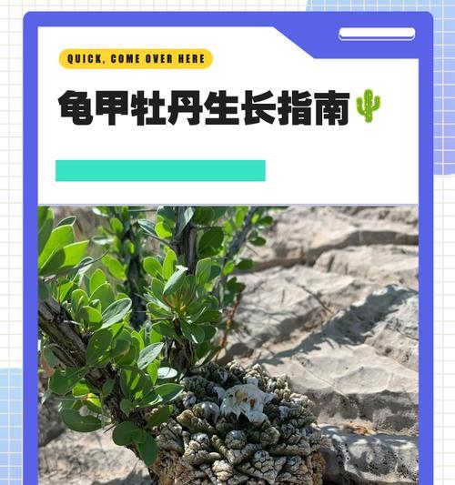 牡丹烂根的预防和处理方法是什么？