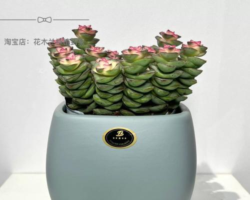 喜阳的花有哪些？喜阳花卉的养殖技巧是什么？