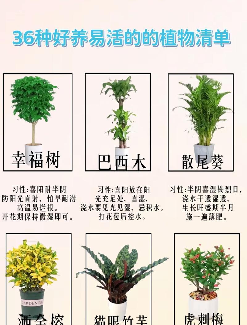 喜阳的花有哪些？喜阳花卉的养殖技巧是什么？