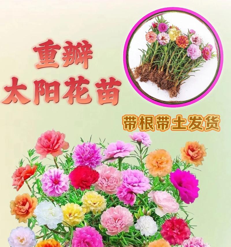喜阳的花有哪些？喜阳花卉的养殖技巧是什么？