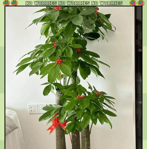 如何选择适合自己家居的花卉？