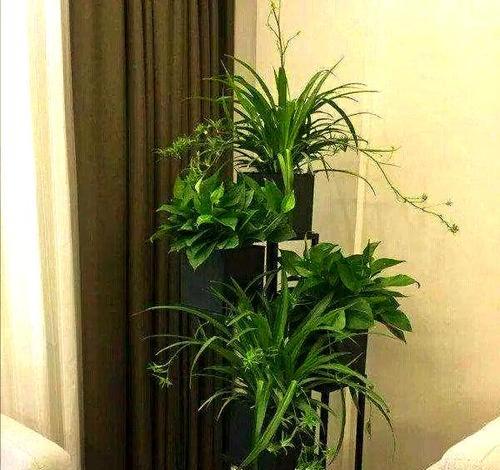 如何选择适合自己家居的花卉？