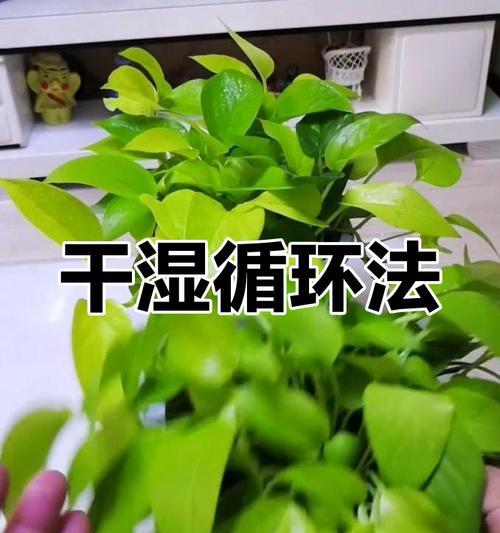 绿萝根太多了怎么回事？如何处理多余的根系？