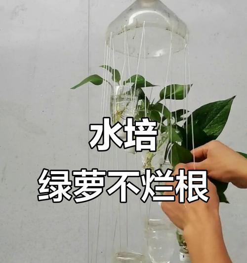 绿萝水培时根茎修剪技巧有哪些？如何正确剪枝？