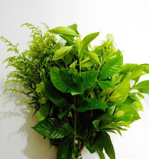 绿萝水培时根茎修剪技巧有哪些？如何正确剪枝？