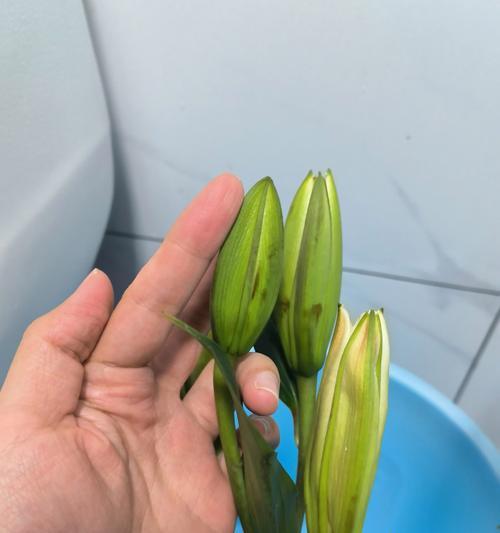 百合花开败后的处理步骤是什么？